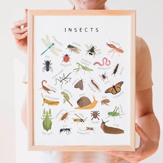 OZCONO Educational Insects Poster, Bugs Learning Chart Kids, Classroom Wall Decor Art, Montessori Homeschool Aid (Unframed) (16x24)