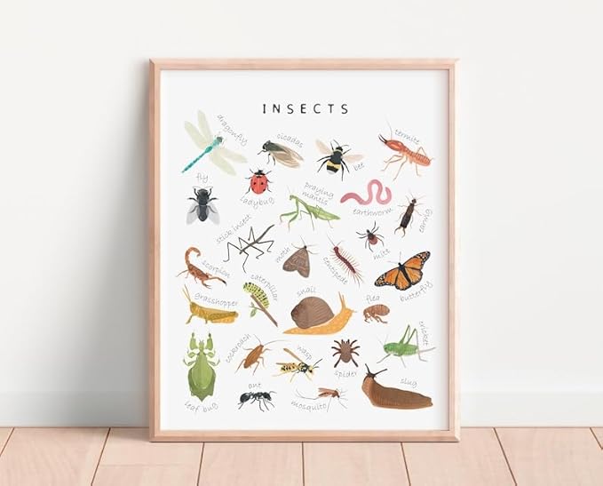 OZCONO Educational Insects Poster, Bugs Learning Chart Kids, Classroom Wall Decor Art, Montessori Homeschool Aid (Unframed) (16x24)