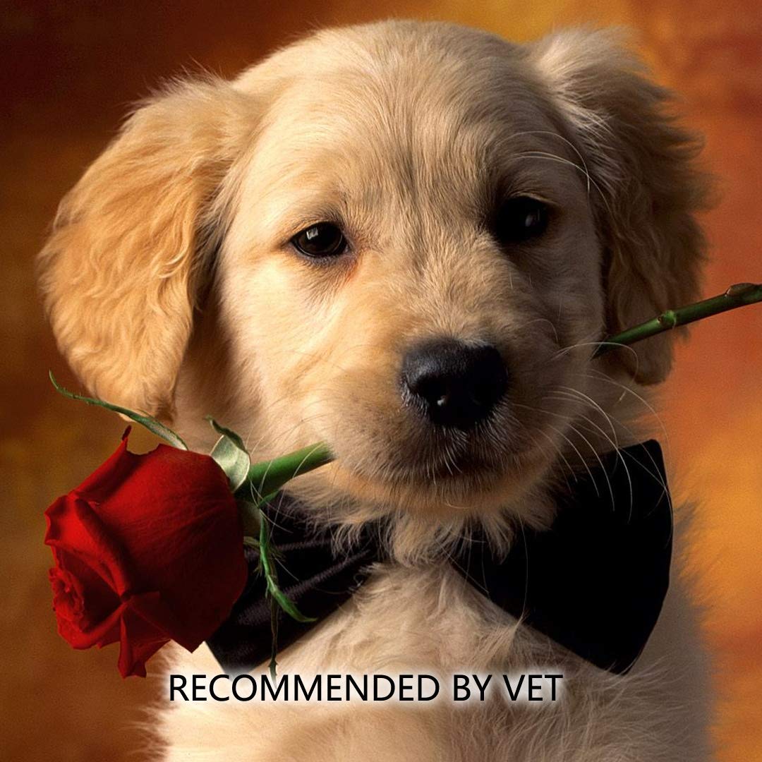 6" Long Cotton Swabs 2000pcs for Makeup, Gun Cleaning or Pets Care