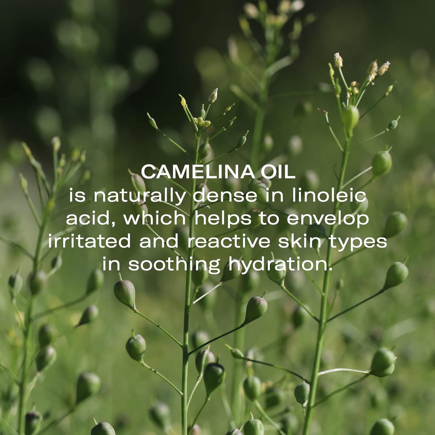 Odacité Anti Aging Serum Concentrate with Camelina + Chamomile, For Sensitive Skin Glow - Lightweight and Hydrating Facial Oil for Redness, Sensitivity & Irritation - 0.17 fl. oz