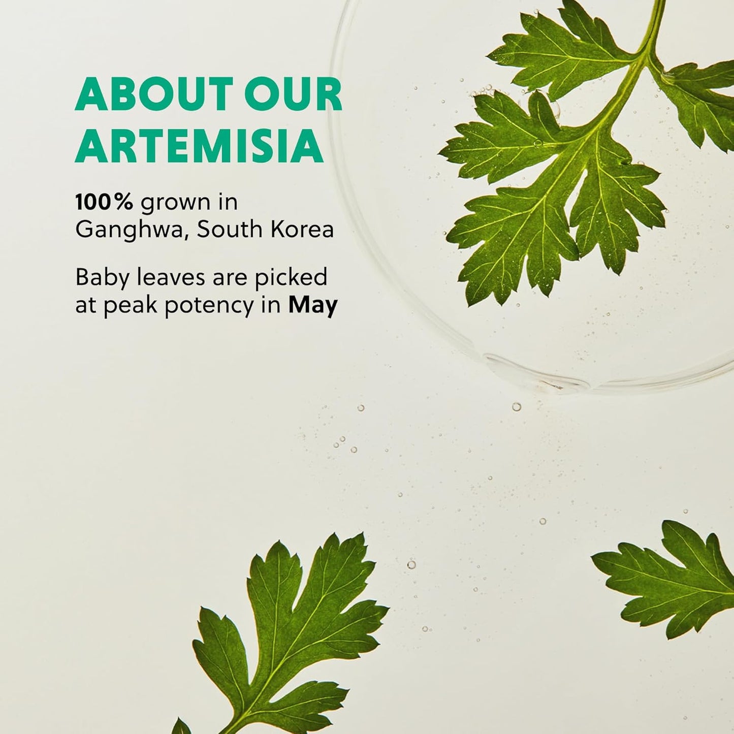 HANYUL Artemisia Soothing Toner with Centella Asiatica and Panthenol | Hydrating & Calming Facial Toner for Sensitized Skin, Skin Prep, Vegan, 5.07 fl. oz.